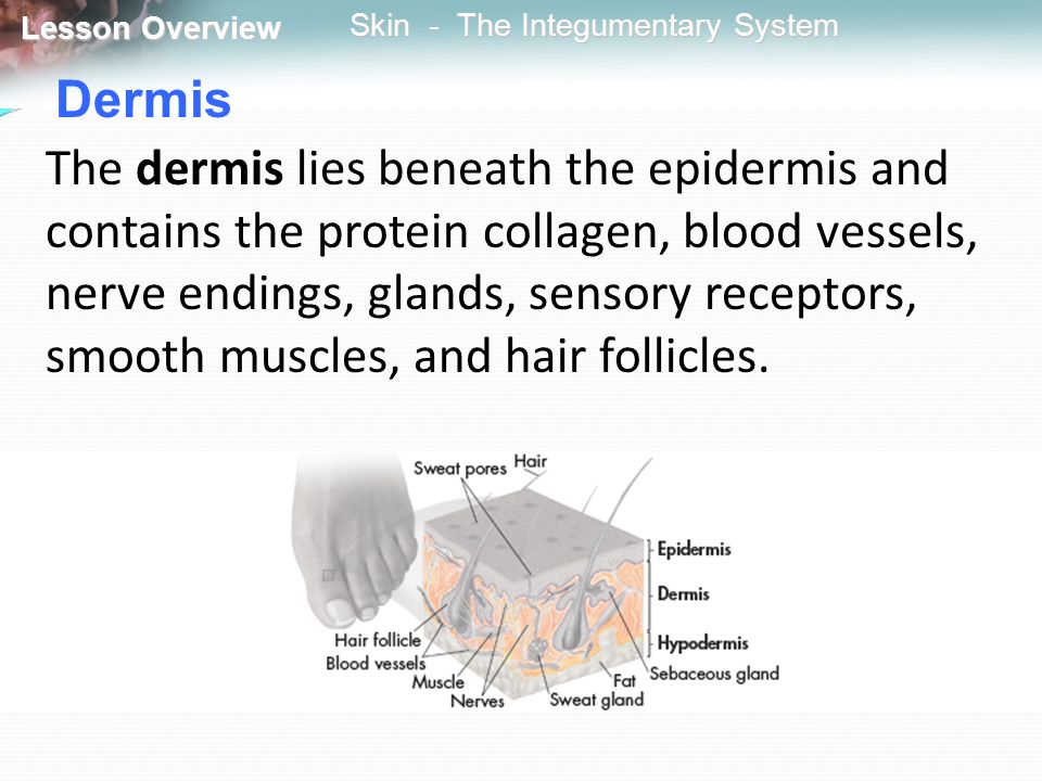 Dermis