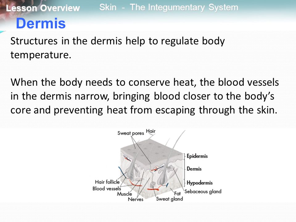 Dermis Structures in the dermis help to regulate body temperature.
