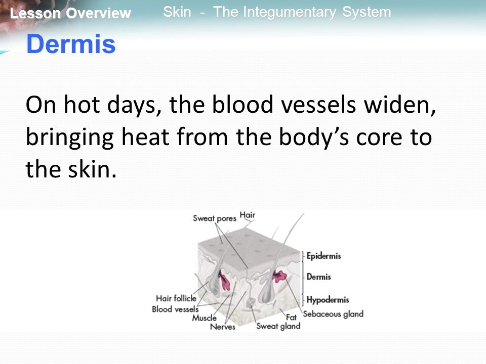 Dermis On hot days, the blood vessels widen, bringing heat from the body’s core to the skin.