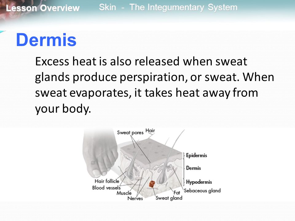 Dermis Excess heat is also released when sweat glands produce perspiration, or sweat.