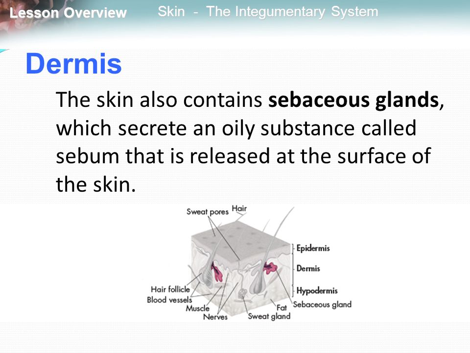 Dermis The skin also contains sebaceous glands, which secrete an oily substance called sebum that is released at the surface of the skin.
