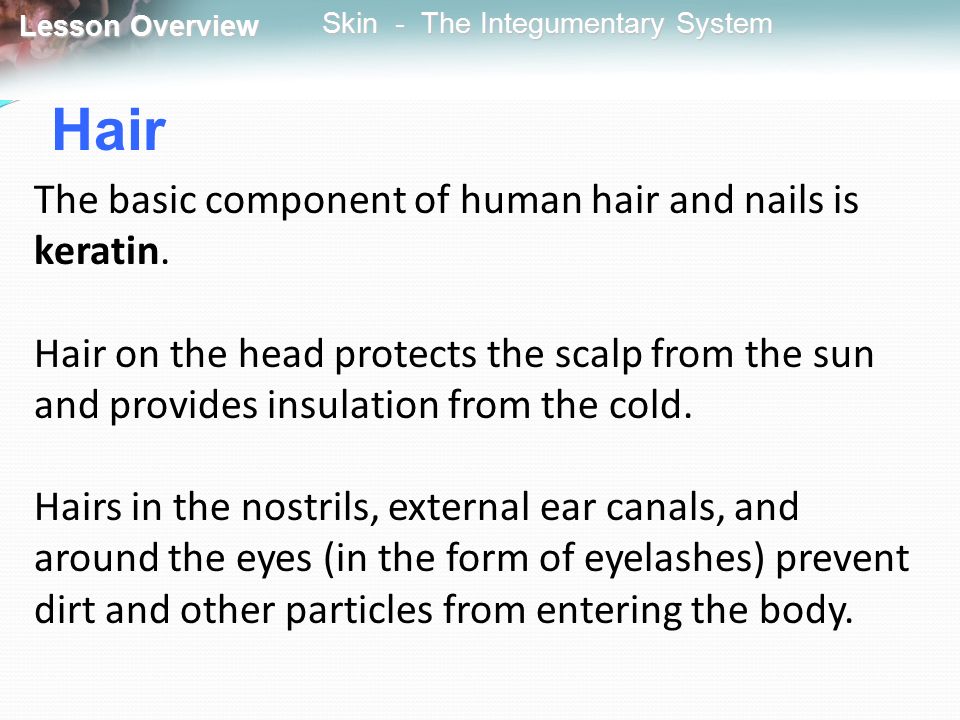Hair The basic component of human hair and nails is keratin.