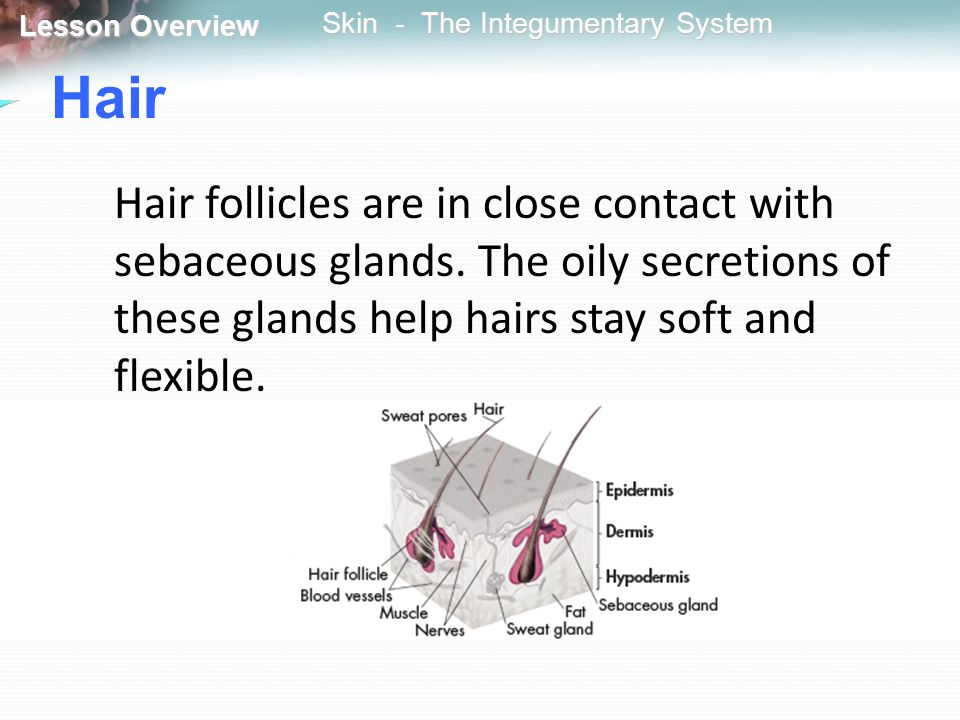 Hair Hair follicles are in close contact with sebaceous glands.