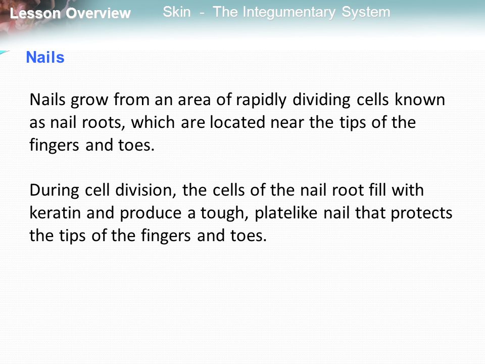 Nails Nails grow from an area of rapidly dividing cells known as nail roots, which are located near the tips of the fingers and toes.
