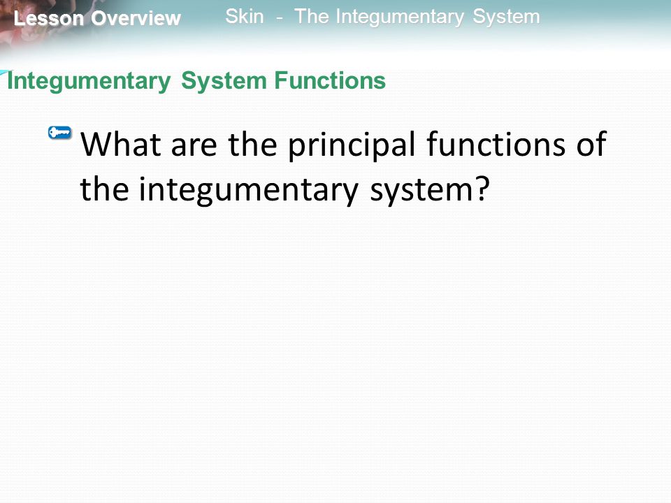 What are the principal functions of the integumentary system