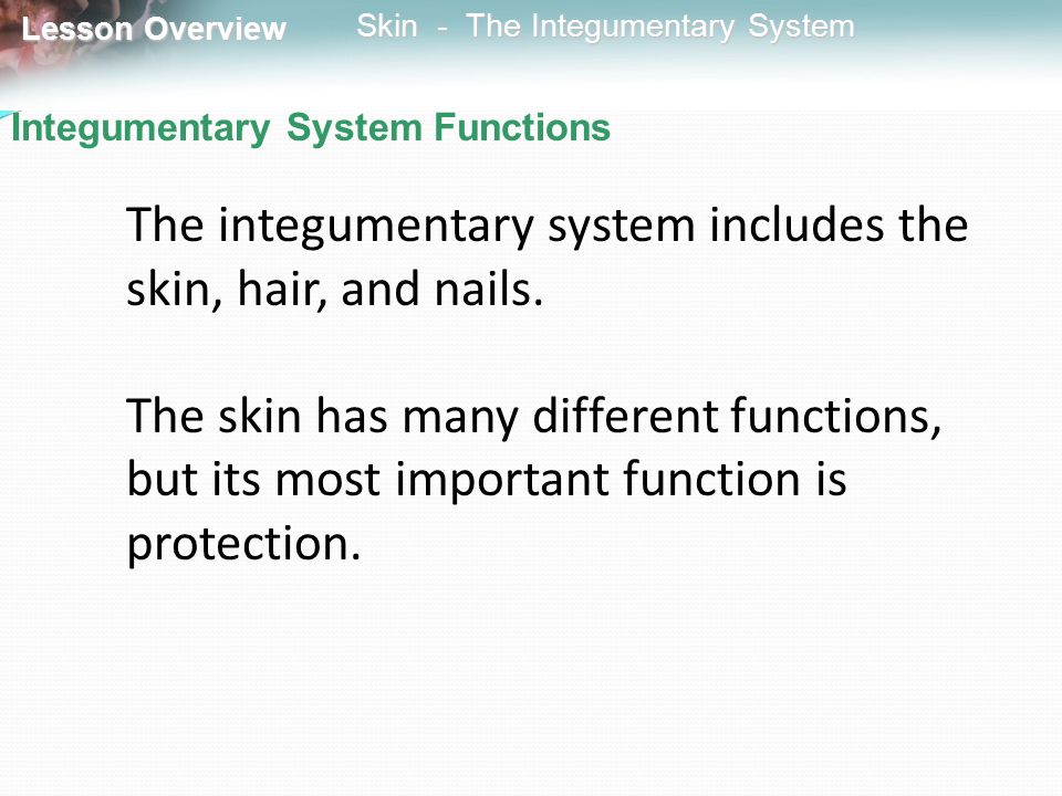 The integumentary system includes the skin, hair, and nails.