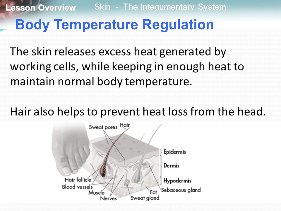 Body Temperature Regulation
