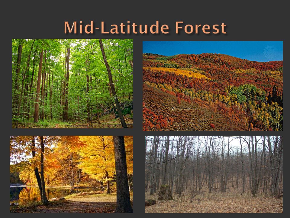 Mid-Latitude Forest