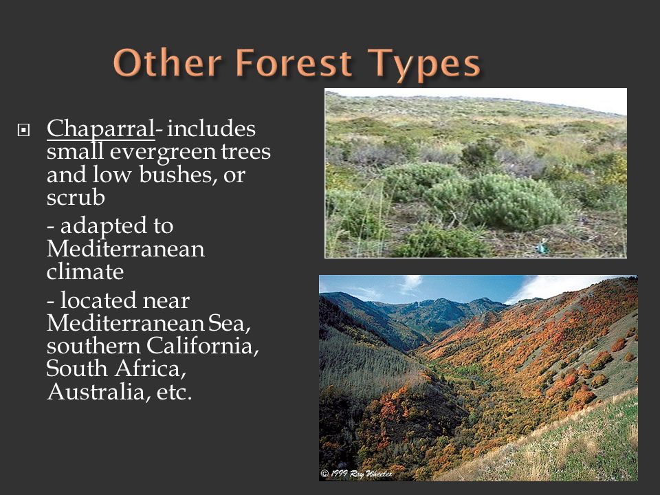 Other Forest Types Chaparral- includes small evergreen trees and low bushes, or scrub. - adapted to Mediterranean climate.