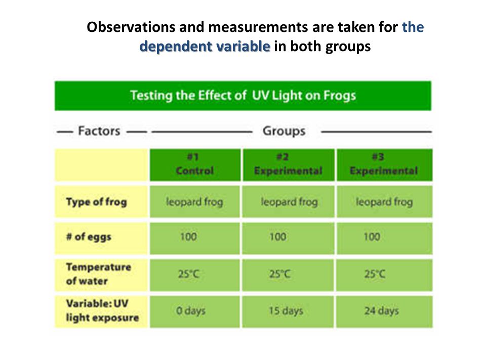 Observations and measurements are taken for the dependent variable in both groups