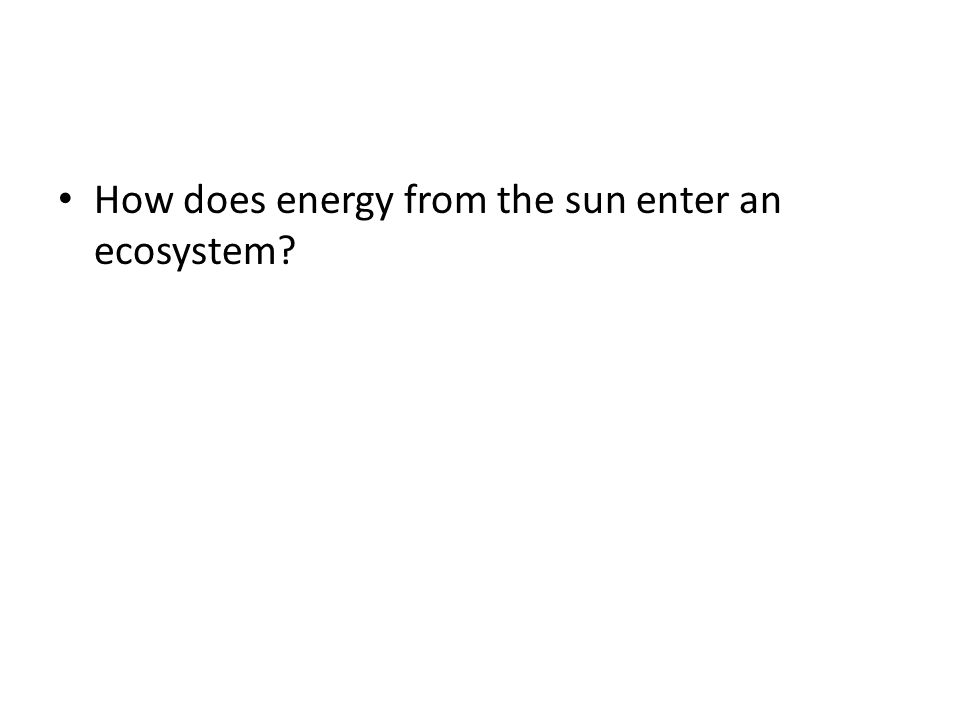 How does energy from the sun enter an ecosystem