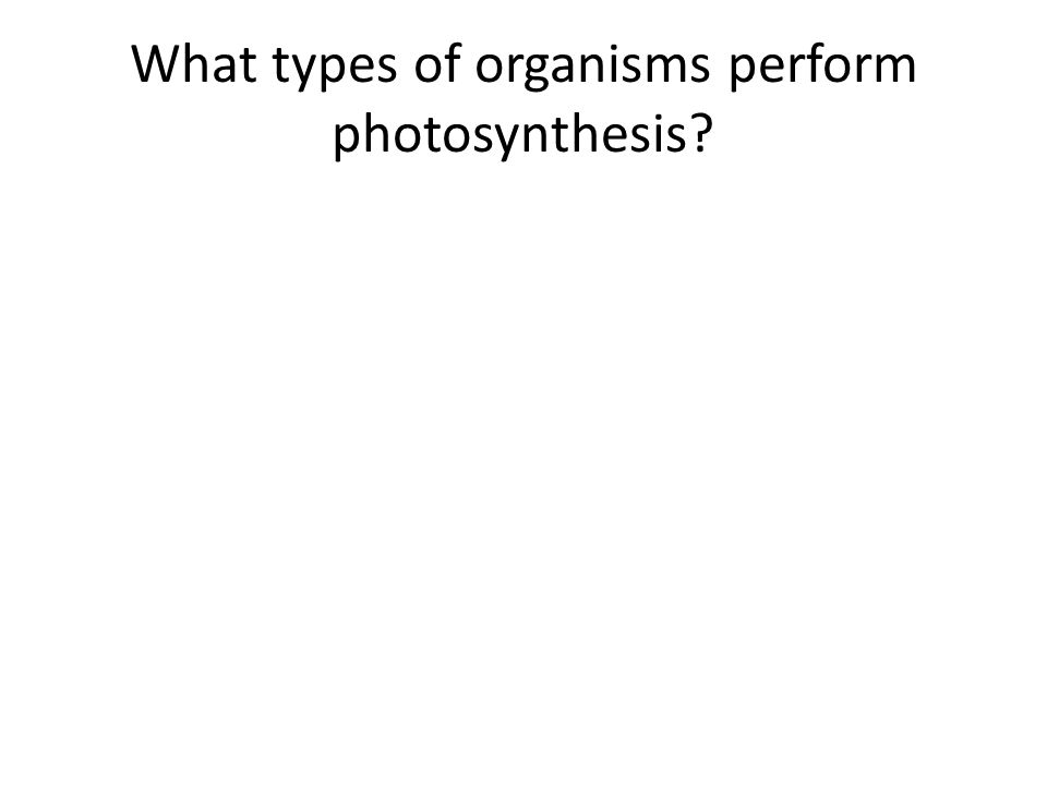 What types of organisms perform photosynthesis