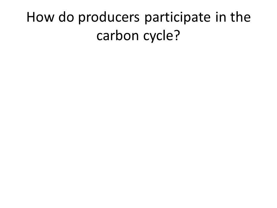 How do producers participate in the carbon cycle