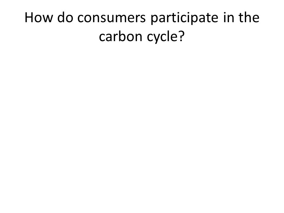 How do consumers participate in the carbon cycle