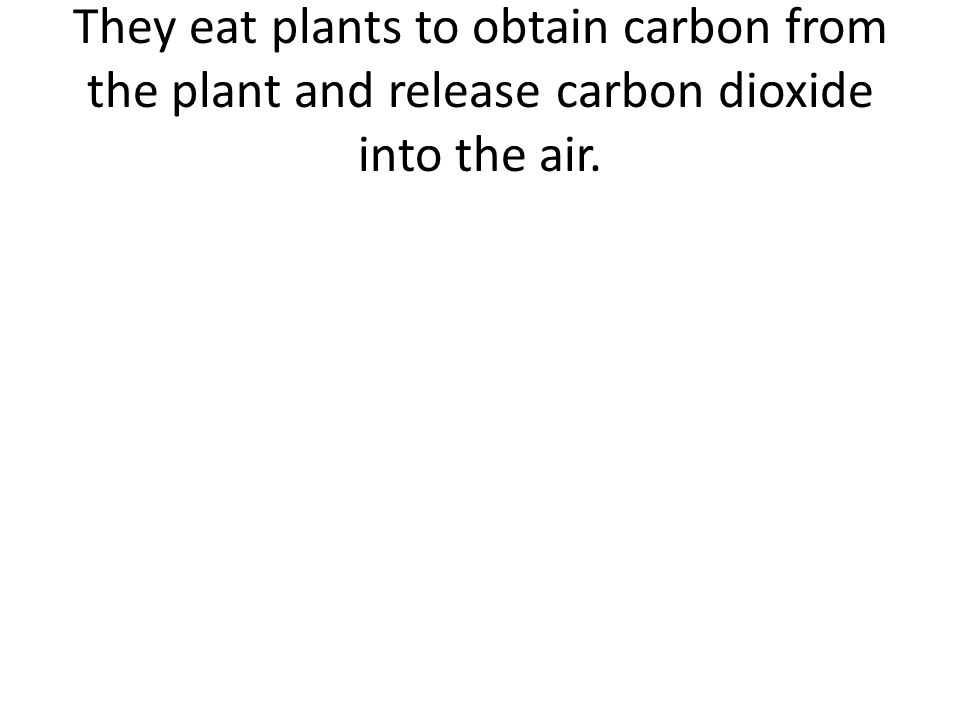 They eat plants to obtain carbon from the plant and release carbon dioxide into the air.