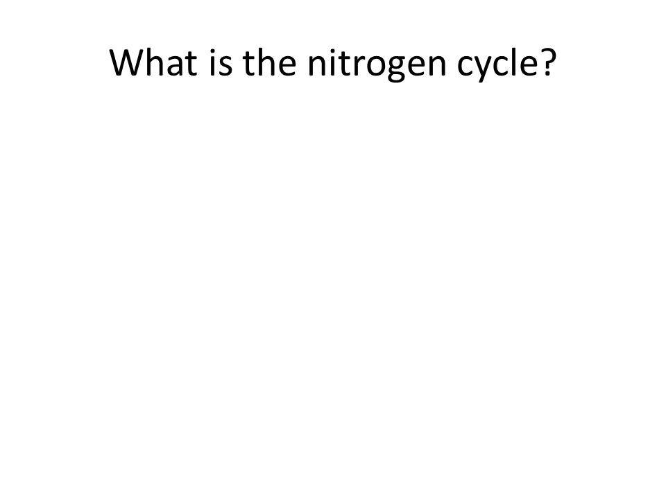 What is the nitrogen cycle