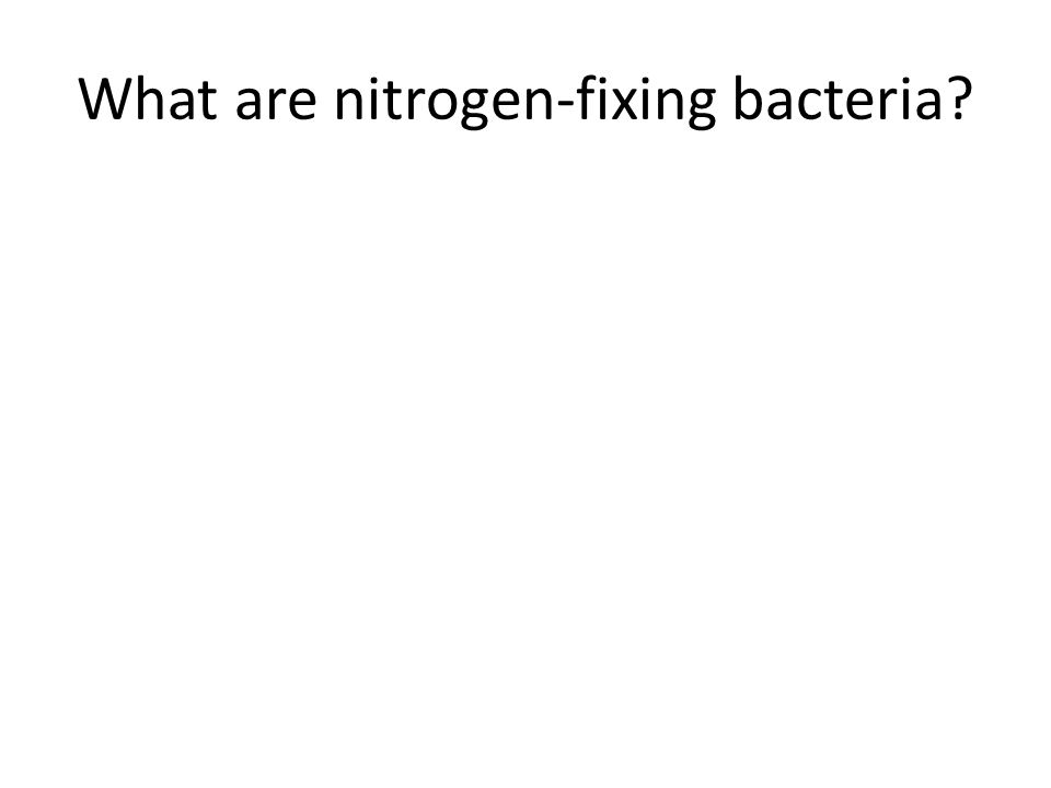 What are nitrogen-fixing bacteria