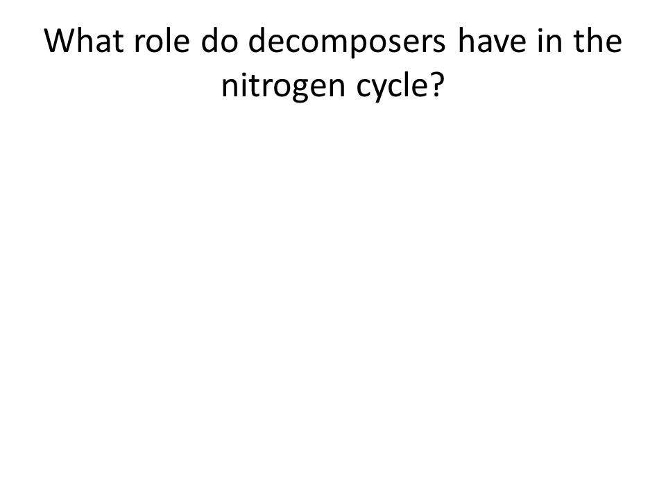 What role do decomposers have in the nitrogen cycle