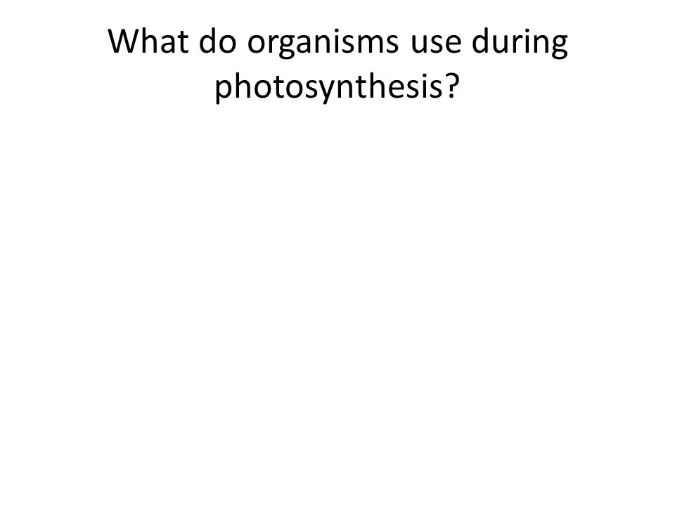 What do organisms use during photosynthesis