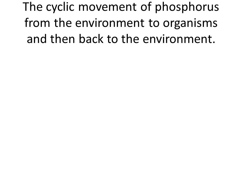 The cyclic movement of phosphorus from the environment to organisms and then back to the environment.