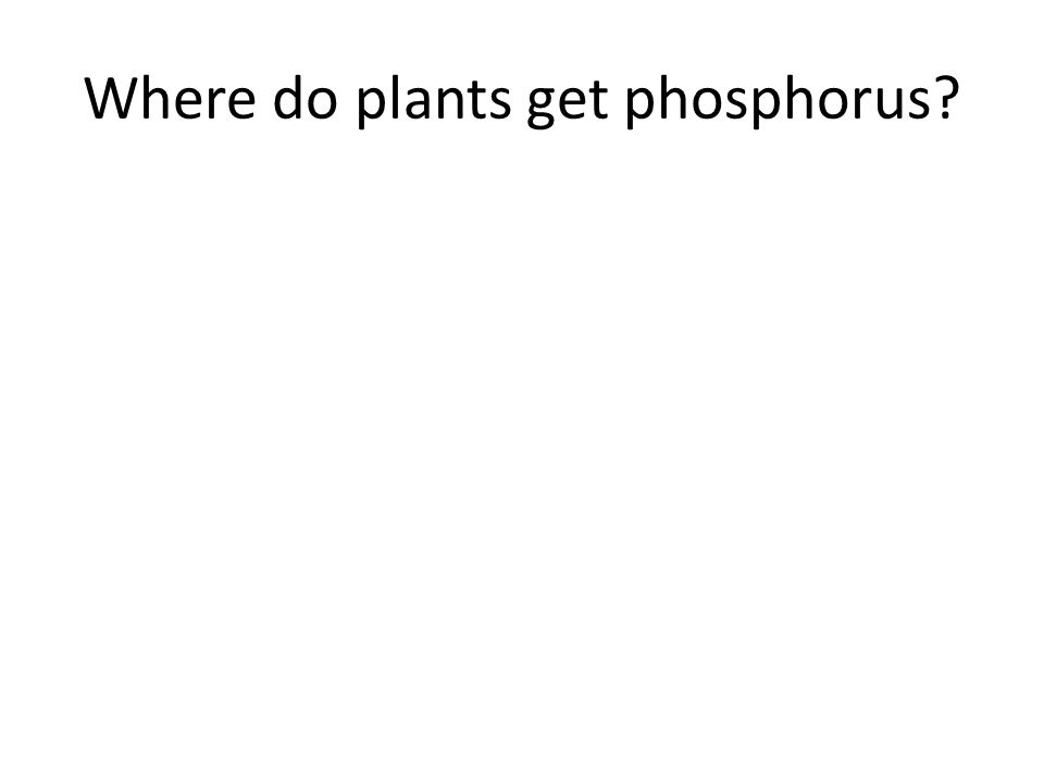 Where do plants get phosphorus