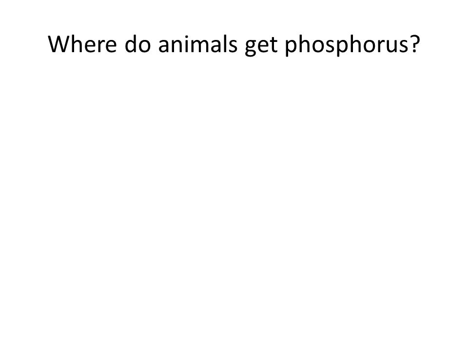 Where do animals get phosphorus