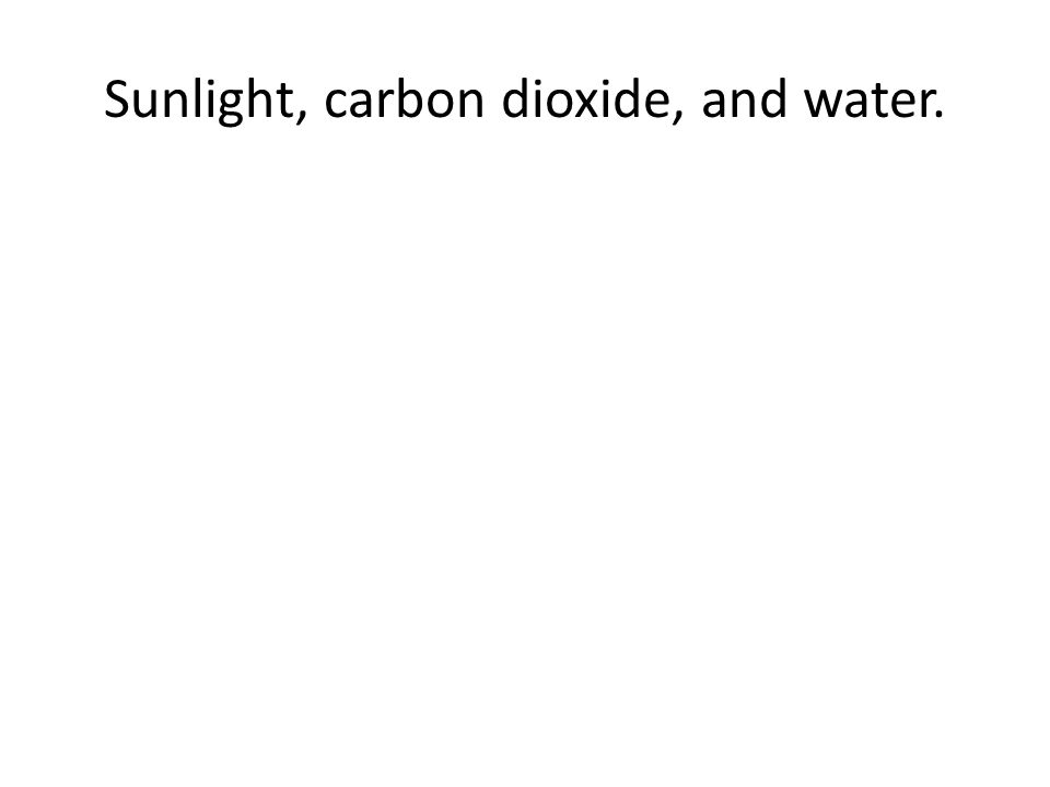 Sunlight, carbon dioxide, and water.