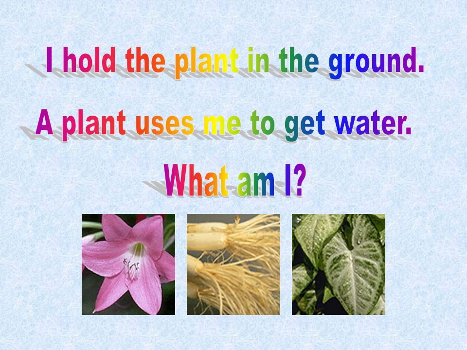 I hold the plant in the ground.