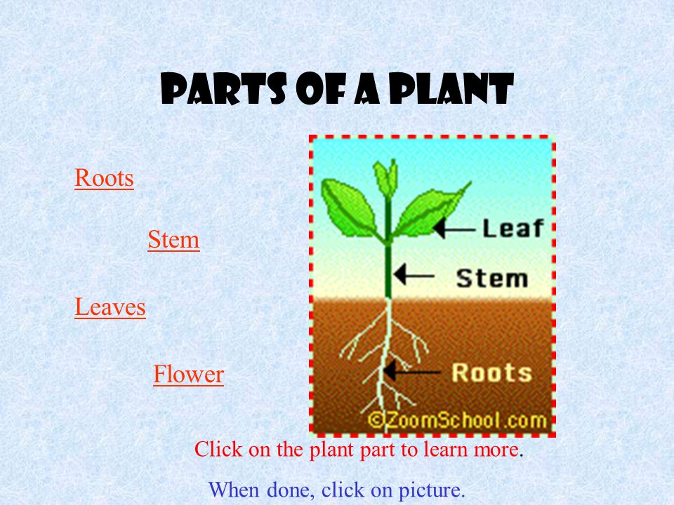 Parts of a plant Roots Stem Leaves Flower