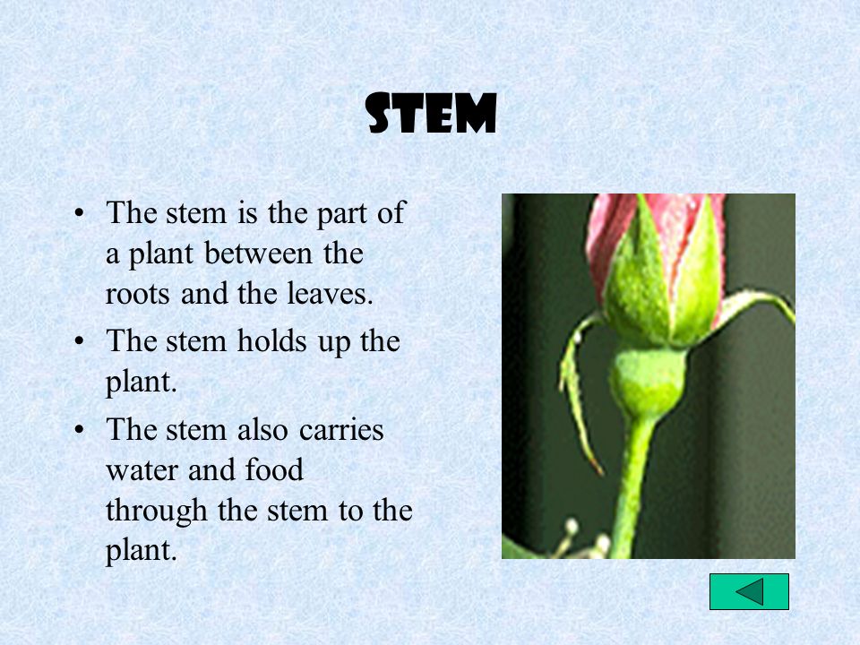 Stem The stem is the part of a plant between the roots and the leaves.