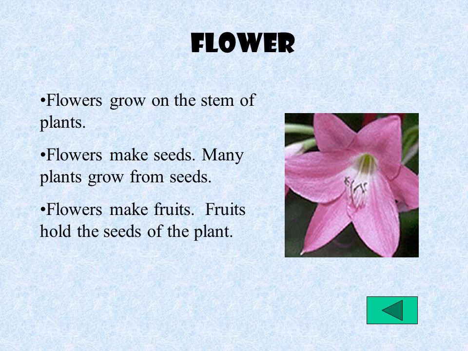 flower Flowers grow on the stem of plants.