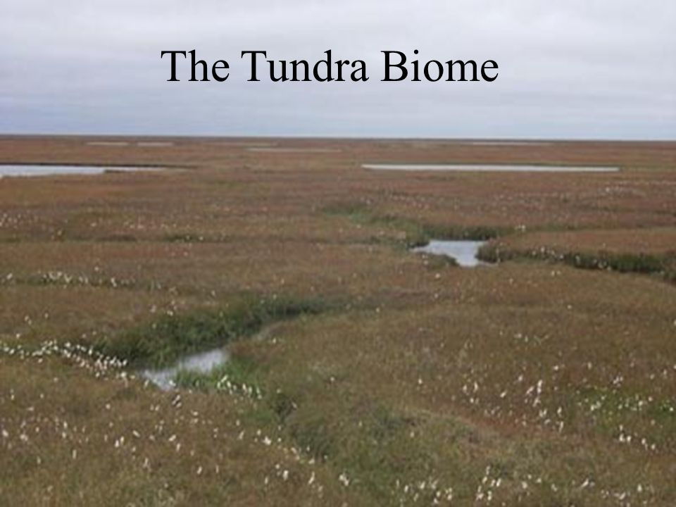 The Tundra Biome The Tundra Biome