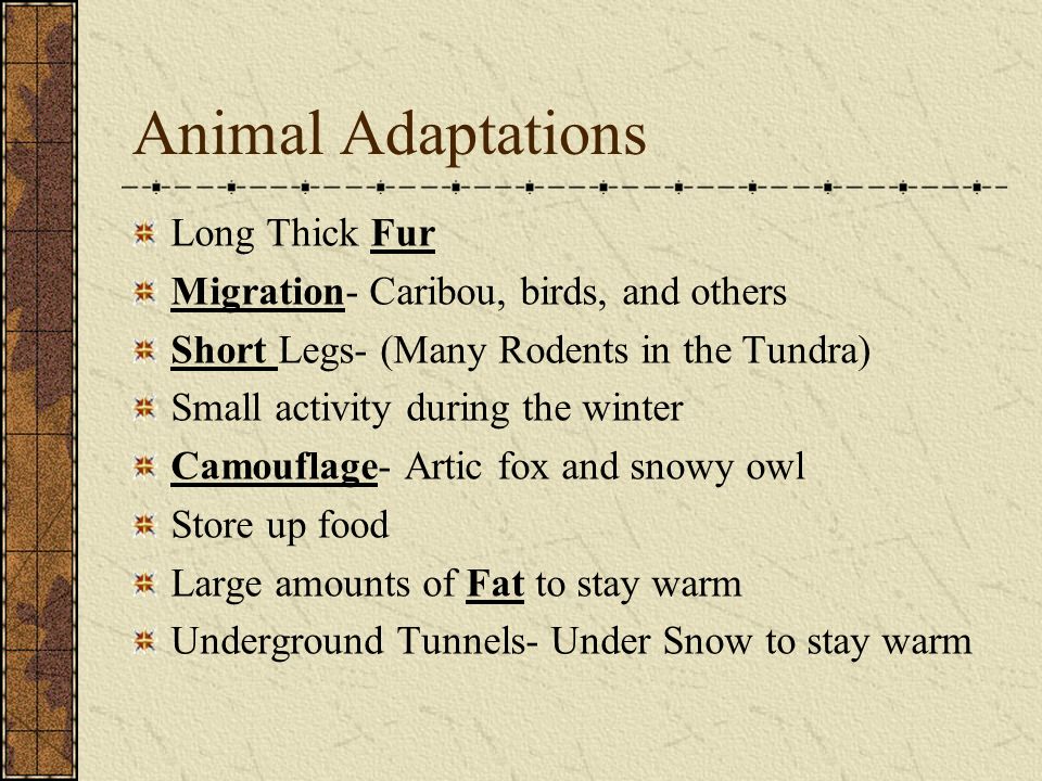 Animal Adaptations Long Thick Fur