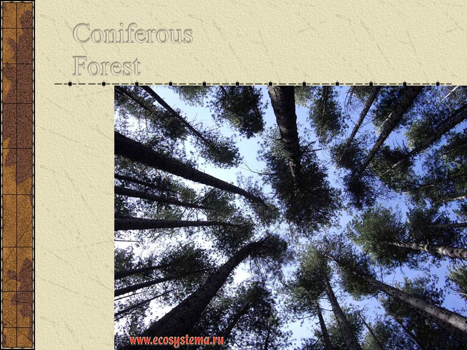 Coniferous Forest Forests that contain conifer trees. Conifer trees are trees that produce cone shaped seeds and have needle shaped leaves.