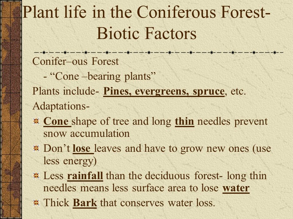 Plant life in the Coniferous Forest- Biotic Factors