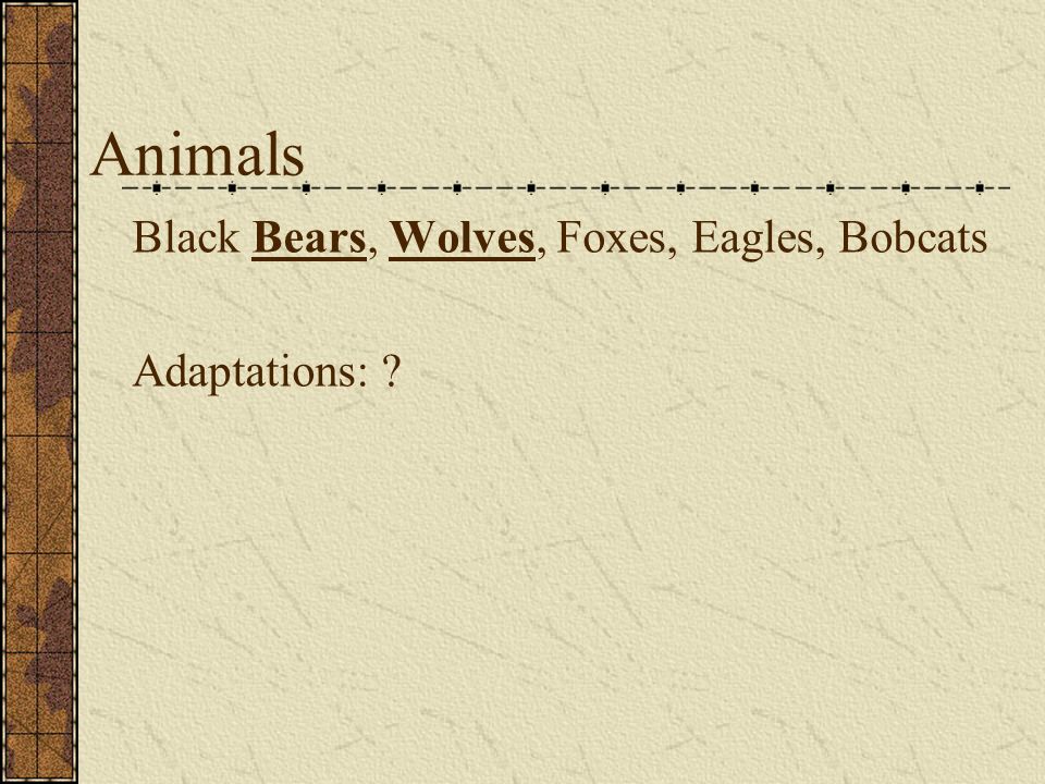 Animals Black Bears, Wolves, Foxes, Eagles, Bobcats Adaptations: