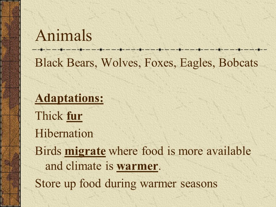 Animals Black Bears, Wolves, Foxes, Eagles, Bobcats Adaptations: