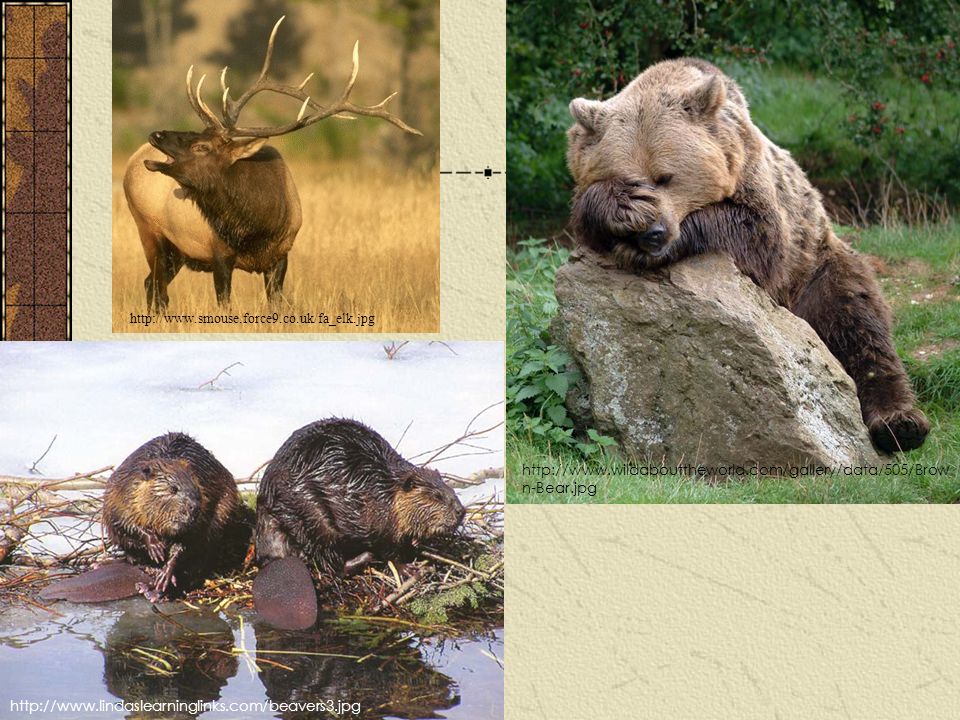 Elk, brown bear, beaver, deer, lynx, wolf, woodpeckers, hawks, shrews