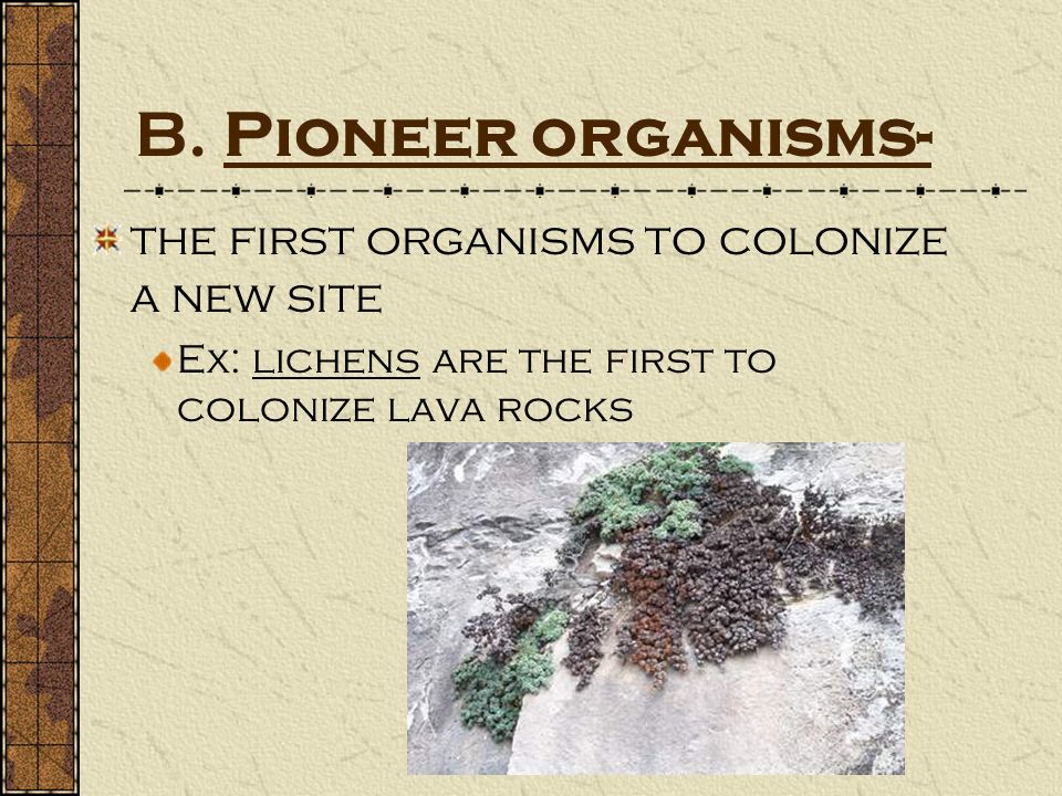 B. Pioneer organisms- the first organisms to colonize a new site