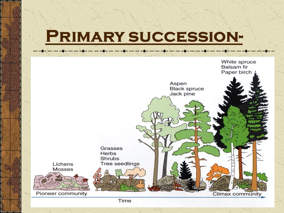 Primary succession-