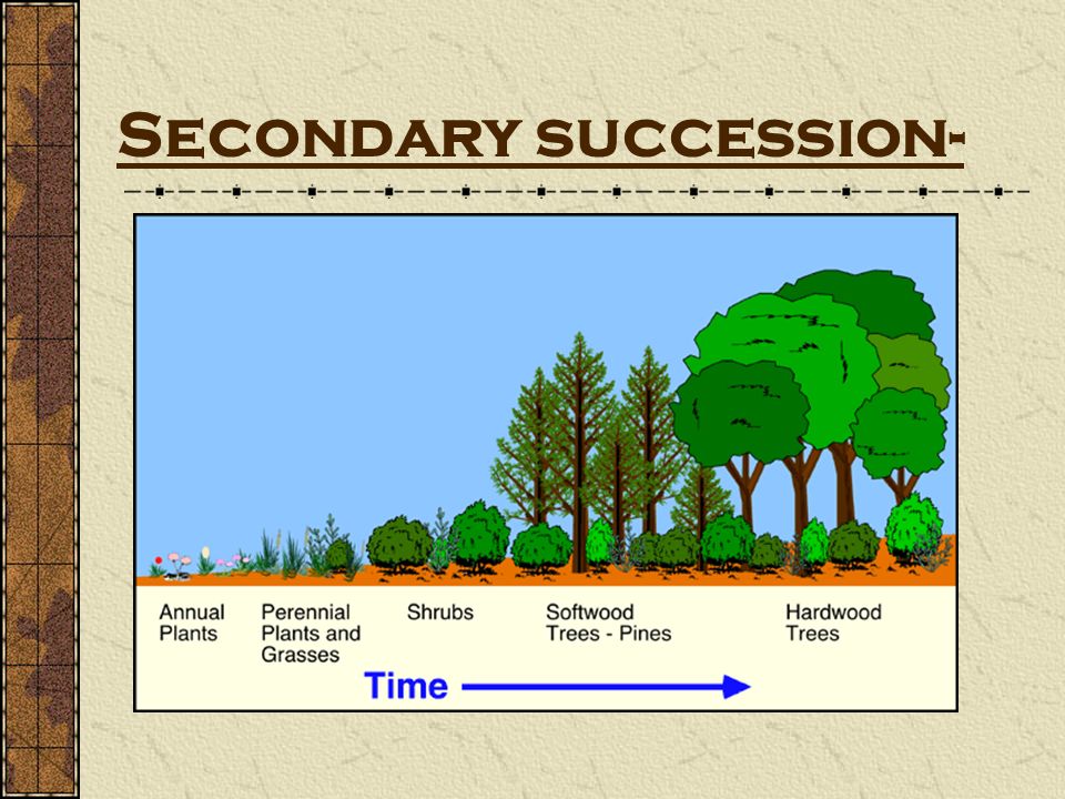 Secondary succession-