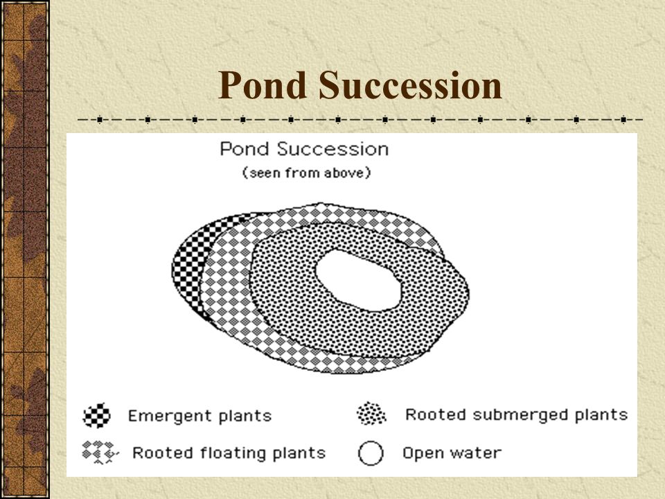 Pond Succession