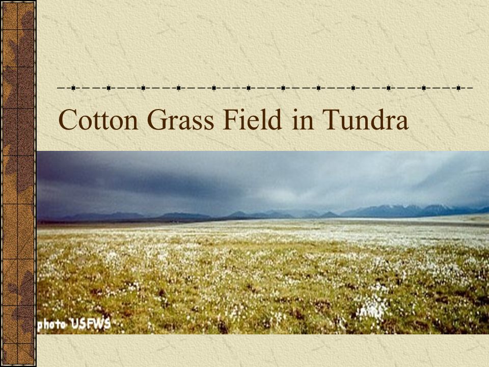 Cotton Grass Field in Tundra