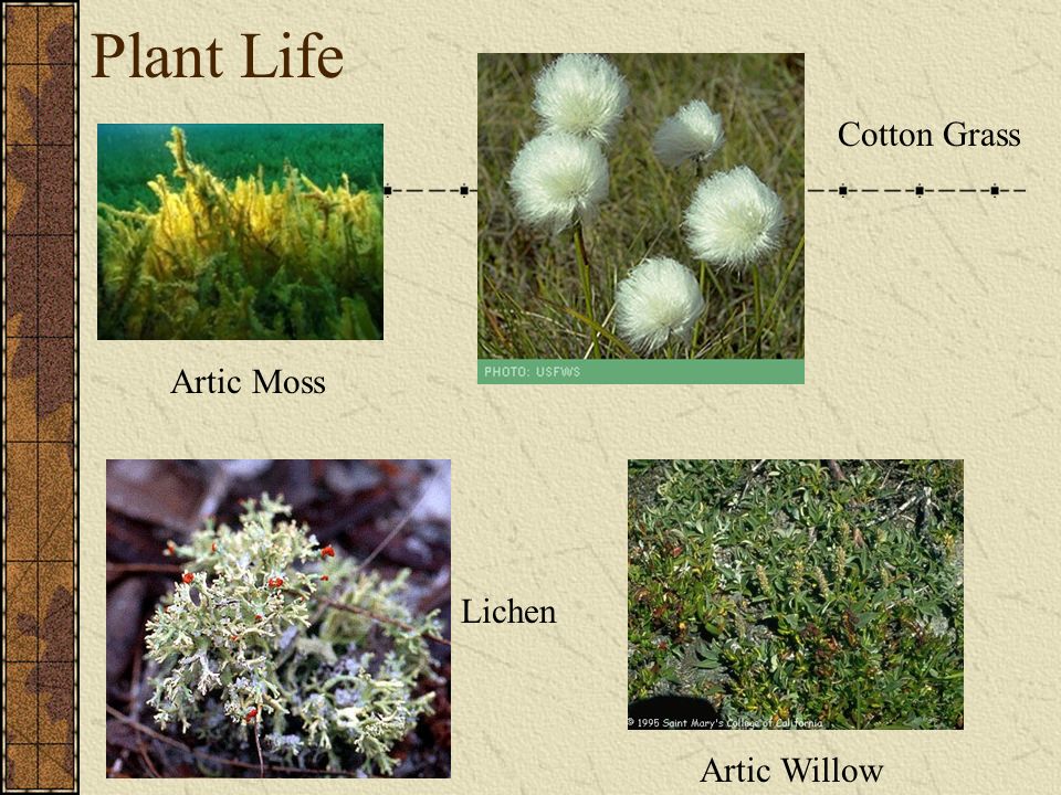 Plant Life Cotton Grass Artic Moss Lichen Artic Willow