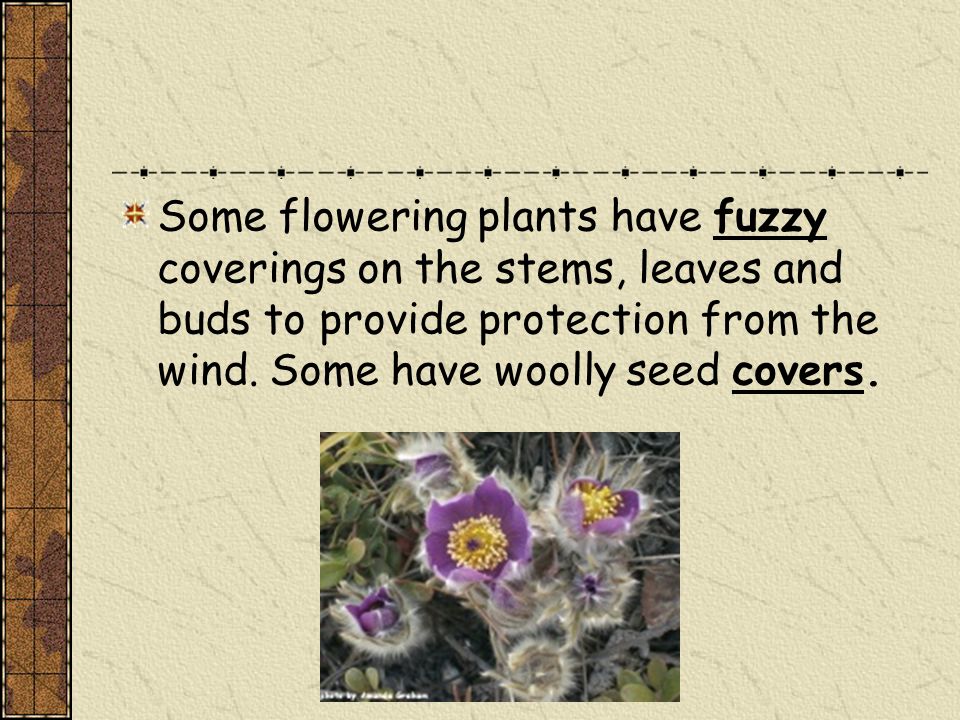 Some flowering plants have fuzzy coverings on the stems, leaves and buds to provide protection from the wind.