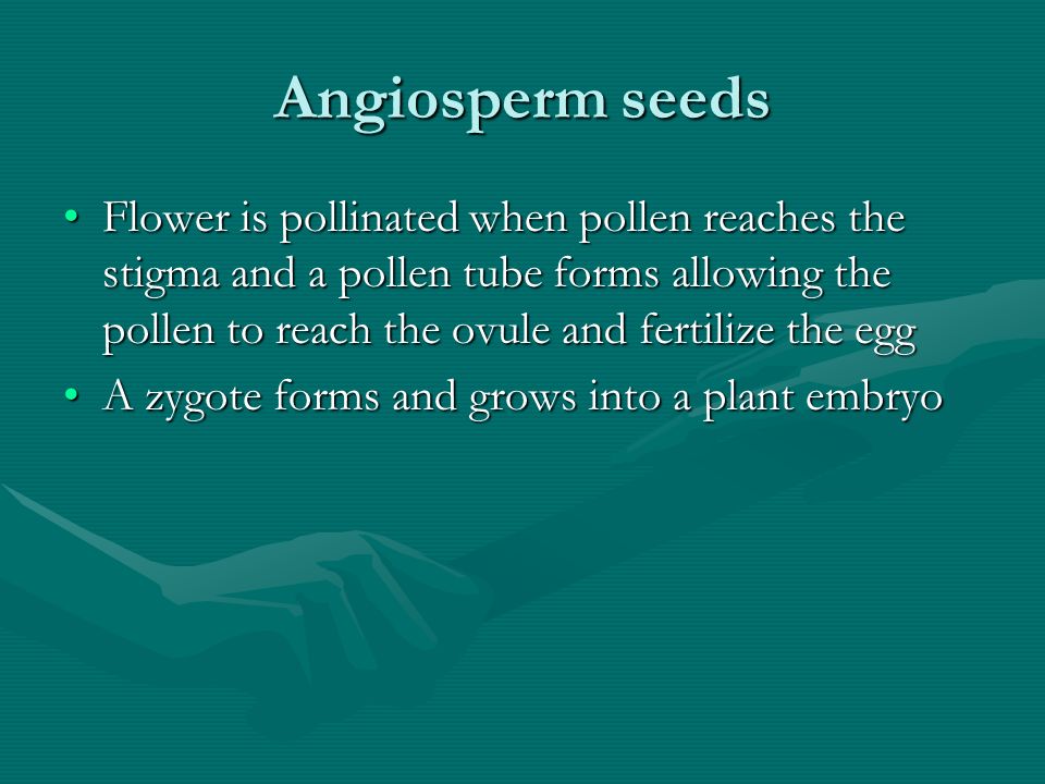 Angiosperm seeds