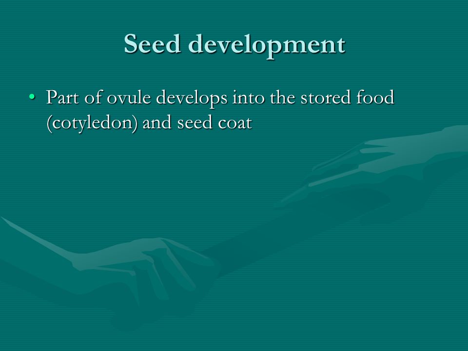 Seed development Part of ovule develops into the stored food (cotyledon) and seed coat
