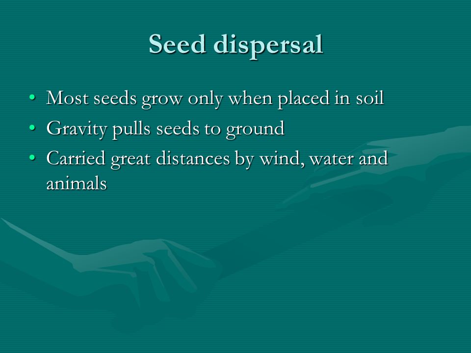 Seed dispersal Most seeds grow only when placed in soil