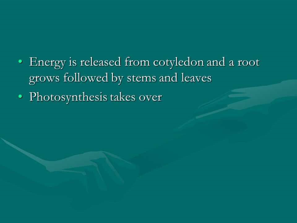 Energy is released from cotyledon and a root grows followed by stems and leaves