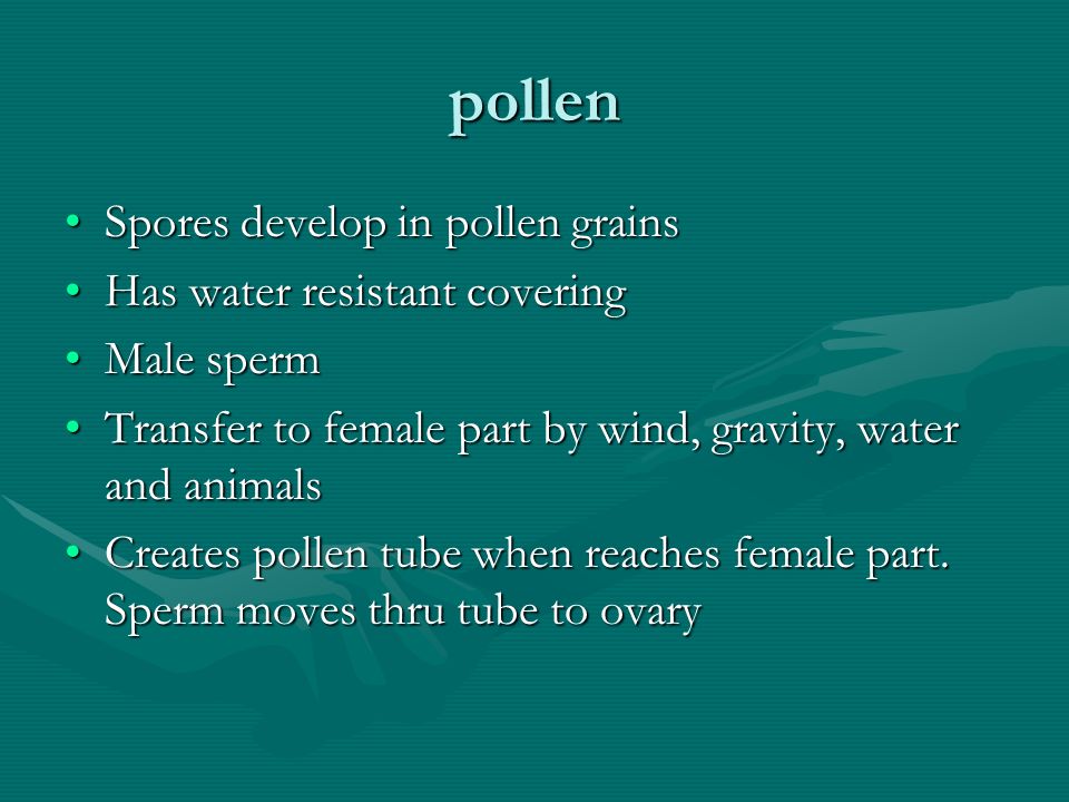 pollen Spores develop in pollen grains Has water resistant covering